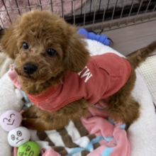 見つめたらロックオンだぞ⭐️だって嬉しくてたまらないの💗💗しっぽフリフリとまらんですぅ💛トイプードルの男のコきました〜❣️