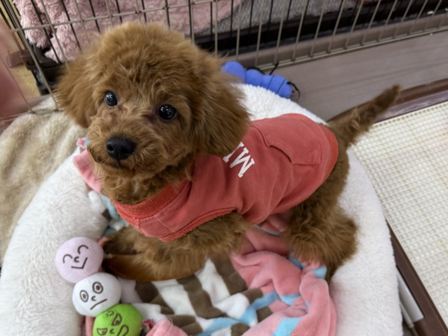 見つめたらロックオンだぞ⭐️だって嬉しくてたまらないの💗💗しっぽフリフリとまらんですぅ💛トイプードルの男のコきました〜❣️