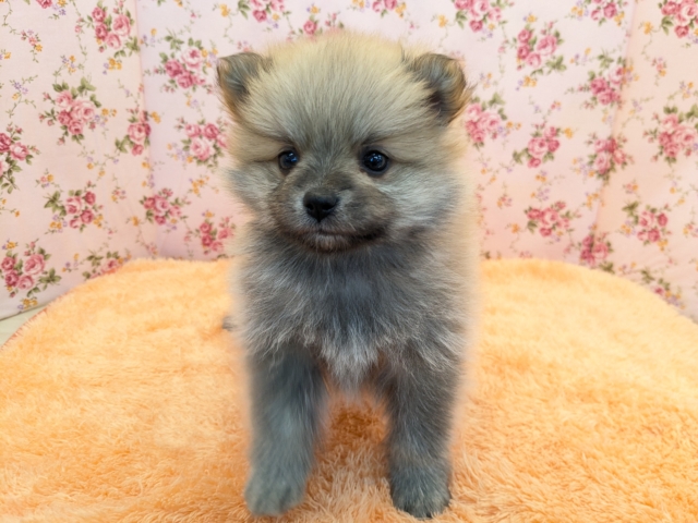 ポメラニアン