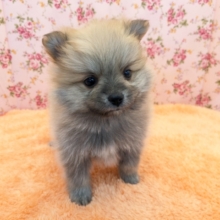 キュンキュンが止まらない💗　ポメラニアンの女のコ　2026/1/6撮影