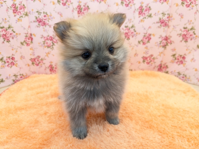 キュンキュンが止まらない💗　ポメラニアンの女のコ　2026/1/6撮影