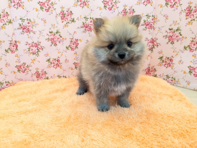 ポメラニアン