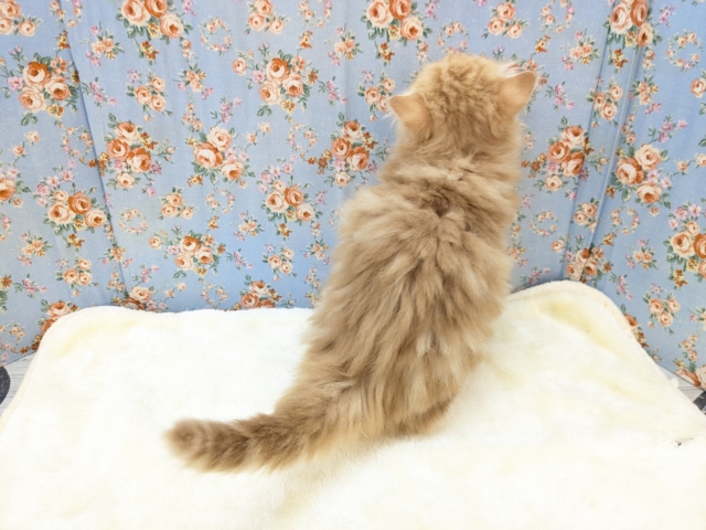 NON STOPスリスリ💗 サイベリアンの男のコ 2026/1/6撮影 サイベリアン