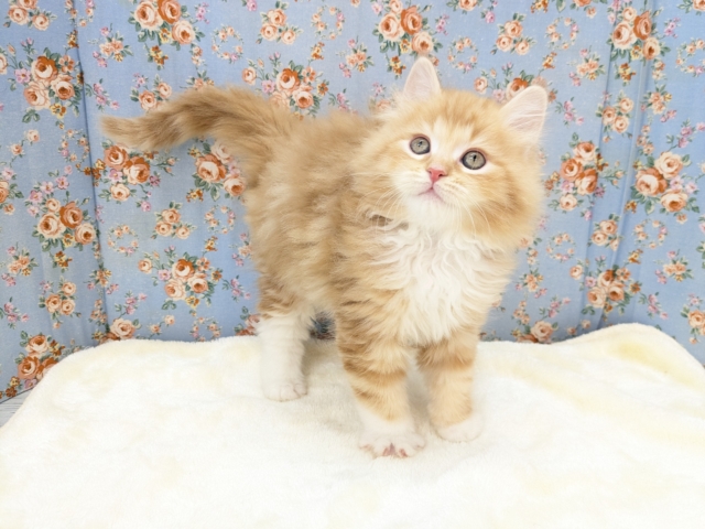 NON STOPスリスリ💗 サイベリアンの男のコ 2026/1/6撮影 サイベリアン