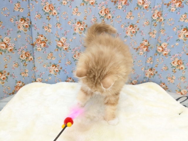 NON STOPスリスリ💗 サイベリアンの男のコ 2026/1/6撮影 サイベリアン