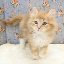 NON STOPスリスリ💗　サイベリアンの男のコ　2026/1/6撮影