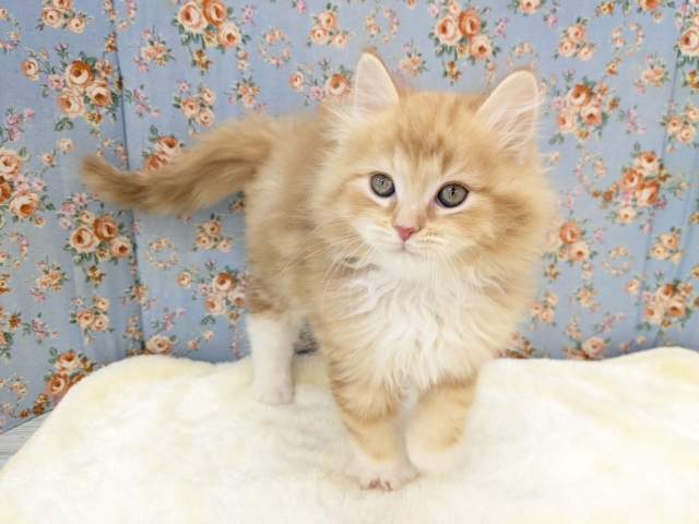 NON STOPスリスリ💗 サイベリアンの男のコ 2026/1/6撮影 NON STOPスリスリ💗 サイベリアンの男のコ 2026/1/6撮影