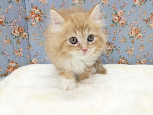 NON STOPスリスリ💗 サイベリアンの男のコ 2026/1/6撮影 サイベリアン