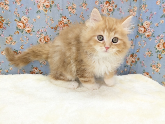 NON STOPスリスリ💗 サイベリアンの男のコ 2026/1/6撮影 サイベリアン