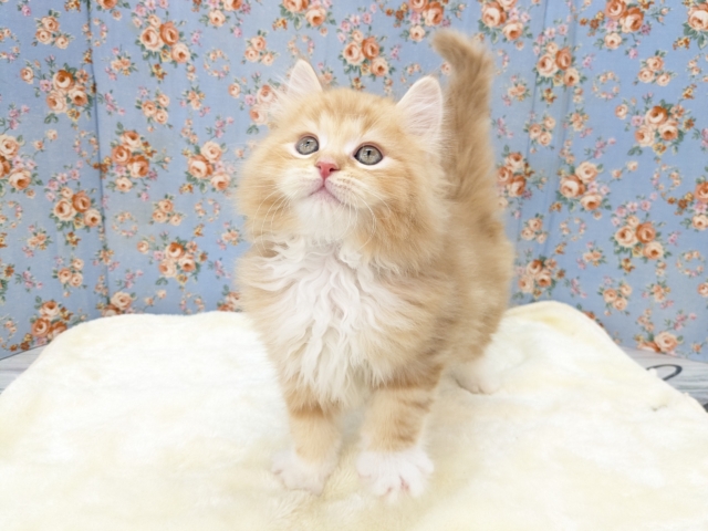 NON STOPスリスリ💗 サイベリアンの男のコ 2026/1/6撮影 サイベリアン