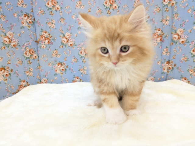 NON STOPスリスリ💗 サイベリアンの男のコ 2026/1/6撮影 サイベリアン