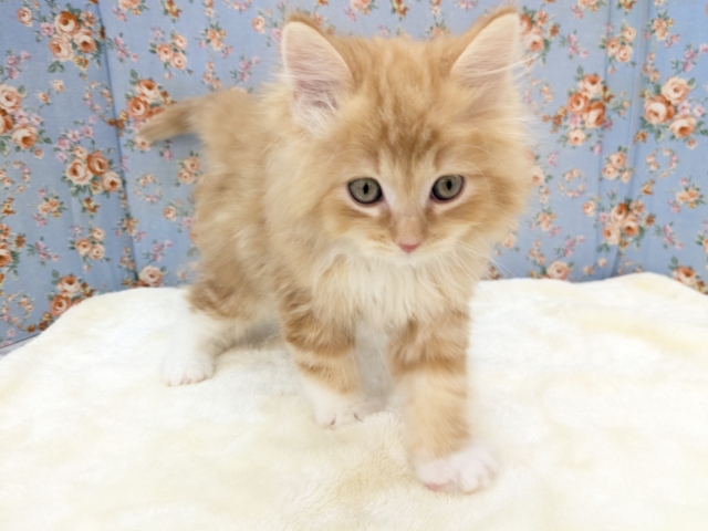 NON STOPスリスリ💗 サイベリアンの男のコ 2026/1/6撮影 サイベリアン