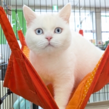 最新画像更新！！真っ白もちもちガール💗　スコティッシュフォールドの女のコ　2026/1/9撮影