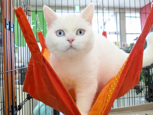 最新画像更新！！真っ白もちもちガール💗　スコティッシュフォールドの女のコ　2026/1/9撮影