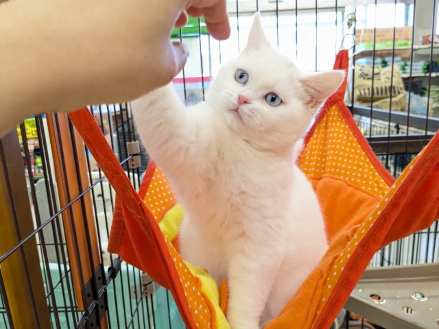 スコティッシュフォールド