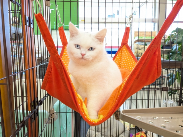 スコティッシュフォールド