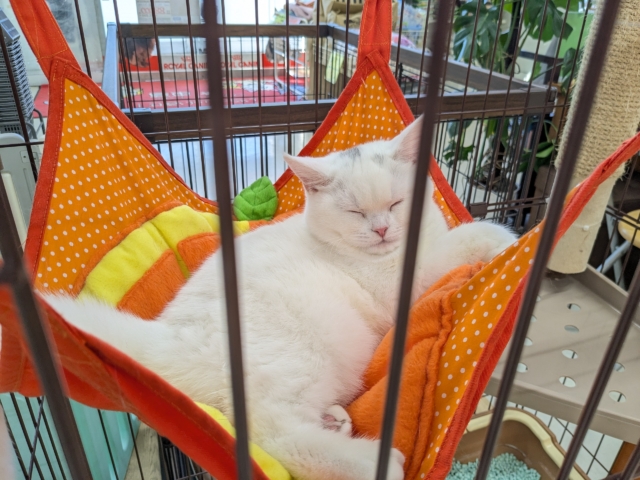 スコティッシュフォールド