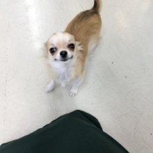 最新画像更新！！ちょっぴりシャイボーイ☆　ロングコートチワワの男のコ  2026/1/9　撮影