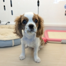 最新画像更新！！わんぱく怪獣がやってきた🔥　キャバリアの男のコ　2026/1/16撮影