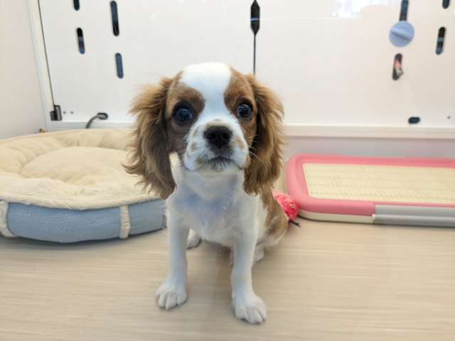 最新画像更新！！わんぱく怪獣がやってきた🔥　キャバリアの男のコ　2026/1/16撮影