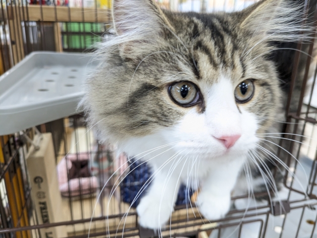 最新画像更新!!お手本のような THE ノルくん☆ ノルウェージャンフォレストキャットの男のコ 2026/1/20撮影 ノルウェージャンフォレストキャット