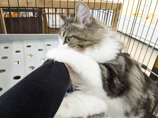 最新画像更新!!お手本のような THE ノルくん☆ ノルウェージャンフォレストキャットの男のコ 2026/1/20撮影 ノルウェージャンフォレストキャット