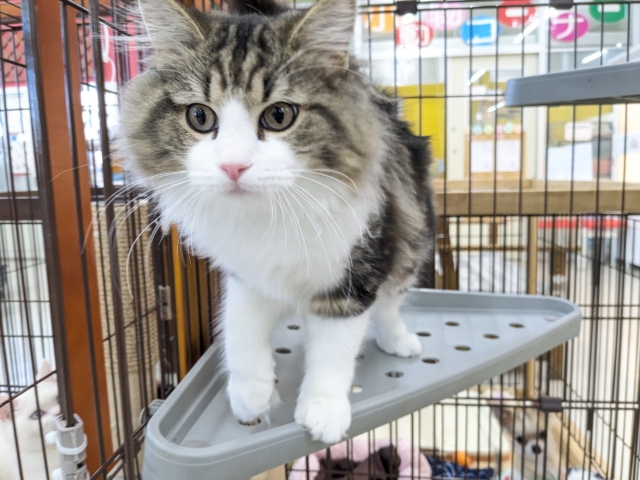 最新画像更新!!お手本のような THE ノルくん☆ ノルウェージャンフォレストキャットの男のコ 2026/1/20撮影 ノルウェージャンフォレストキャット