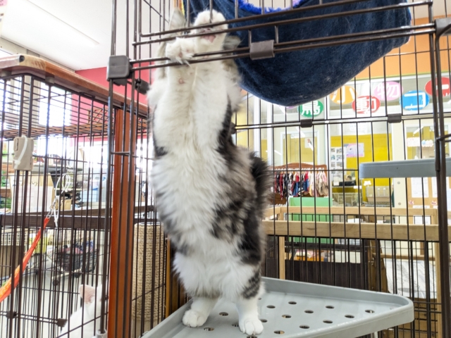 最新画像更新!!お手本のような THE ノルくん☆ ノルウェージャンフォレストキャットの男のコ 2026/1/20撮影 ノルウェージャンフォレストキャット