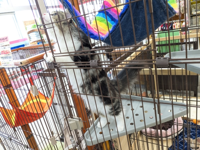 最新画像更新!!お手本のような THE ノルくん☆ ノルウェージャンフォレストキャットの男のコ 2026/1/20撮影 ノルウェージャンフォレストキャット