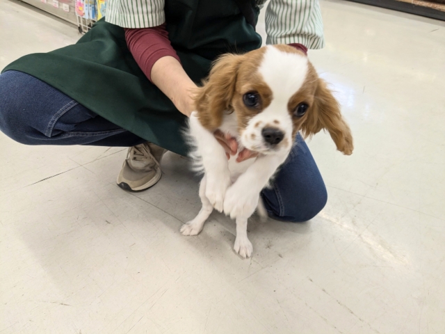 キャバリア・キングチャールズ・スパニエル