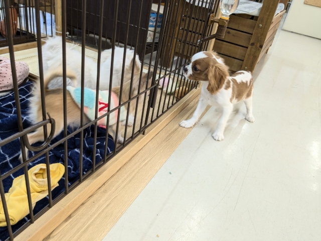 キャバリア・キングチャールズ・スパニエル