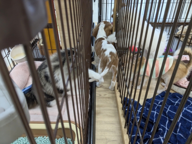 キャバリア・キングチャールズ・スパニエル