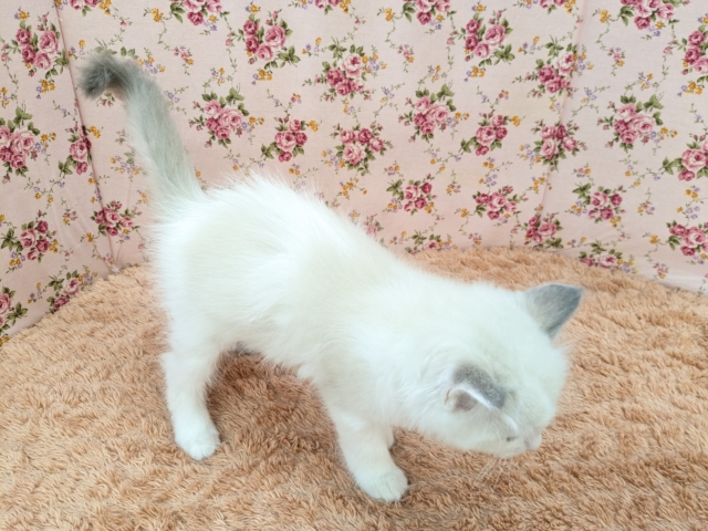 最新画像更新!!天使が舞い降りた👼✨ ラグドールの女のコ 2026/2/8撮影 ラグドール