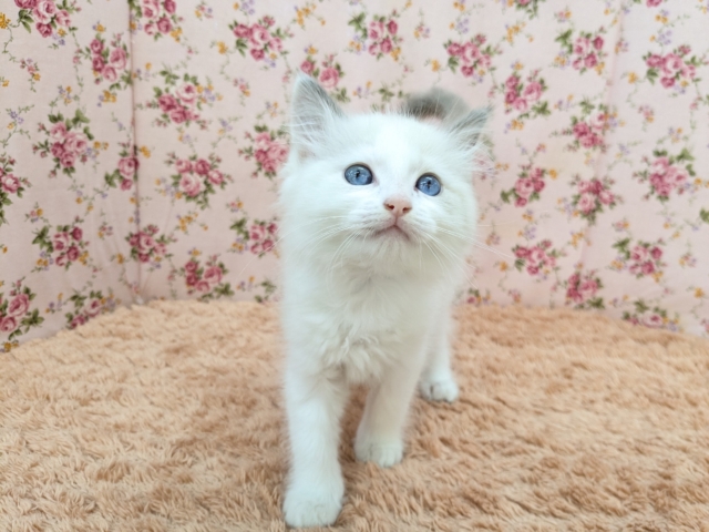 最新画像更新!!天使が舞い降りた👼✨ ラグドールの女のコ 2026/2/8撮影 ラグドール