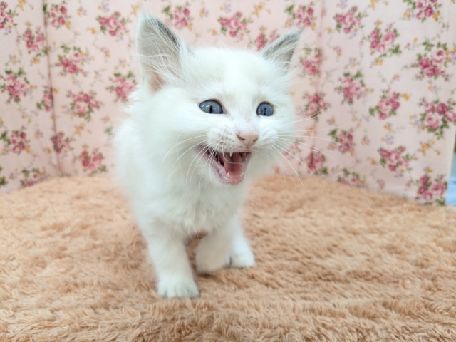 最新画像更新!!天使が舞い降りた👼✨ ラグドールの女のコ 2026/2/8撮影 ラグドール