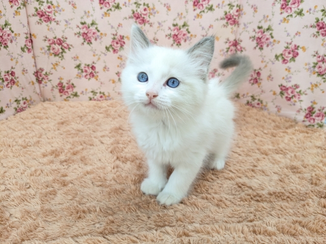 最新画像更新!!天使が舞い降りた👼✨ ラグドールの女のコ 2026/2/8撮影 ラグドール