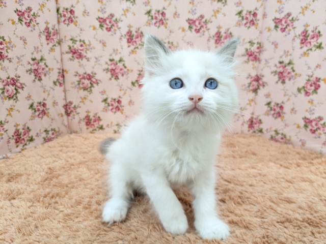 最新画像更新!!天使が舞い降りた👼✨ ラグドールの女のコ 2026/2/8撮影 ラグドール