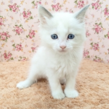 天使が舞い降りた👼✨　ラグドールの女のコ　2026/1/1鉢割れ　