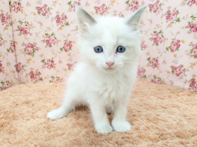 最新画像更新!!天使が舞い降りた👼✨ ラグドールの女のコ 2026/2/8撮影 ラグドール