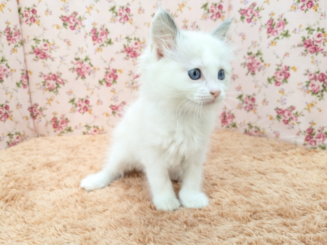 最新画像更新!!天使が舞い降りた👼✨ ラグドールの女のコ 2026/2/8撮影 ラグドール