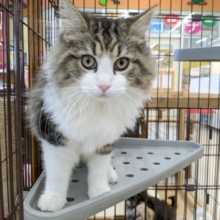 最新画像更新！！お手本のような THE ノルくん☆　ノルウェージャンフォレストキャットの男のコ 2026/1/20撮影