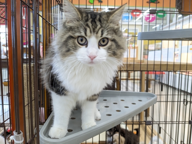 最新画像更新!!お手本のような THE ノルくん☆ ノルウェージャンフォレストキャットの男のコ 2026/1/20撮影 最新画像更新!!お手本のような THE ノルくん☆ ノルウェージャンフォレストキャットの男のコ 2026/1/20撮影