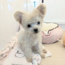 最新画像更新！！お友達はピンクのクマたん🎀　ハーフ犬（トイプードル×チワワ）の女のコ　2026/1/16撮影