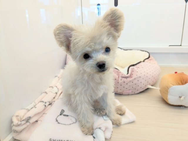 最新画像更新！！お友達はピンクのクマたん🎀　ハーフ犬（トイプードル×チワワ）の女のコ　2026/1/16撮影