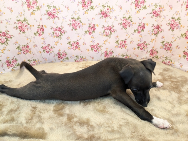 イタリアングレーハウンド