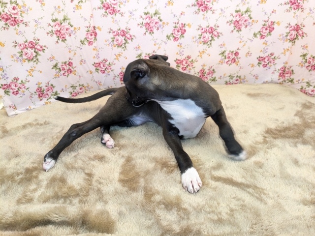 イタリアングレーハウンド