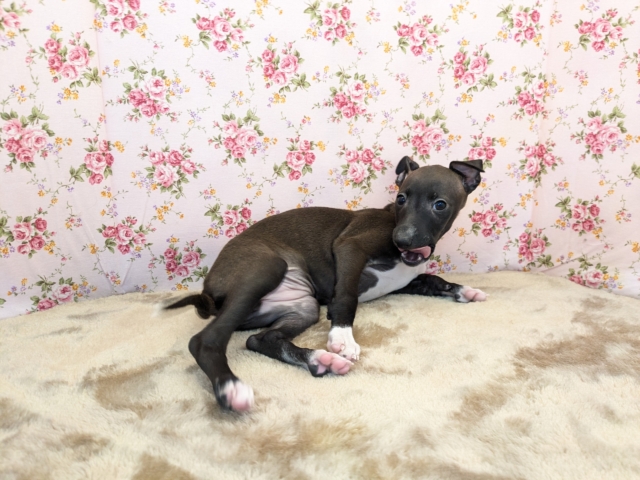 イタリアングレーハウンド