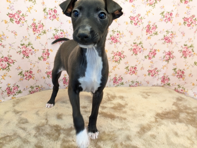 イタリアングレーハウンド