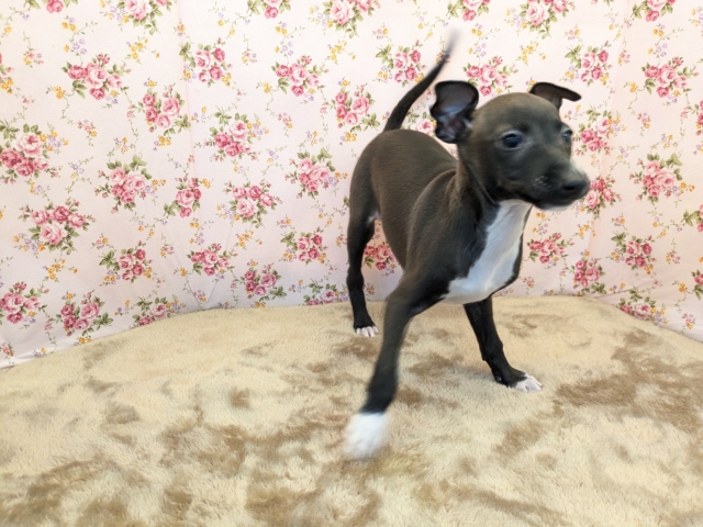 イタリアングレーハウンド