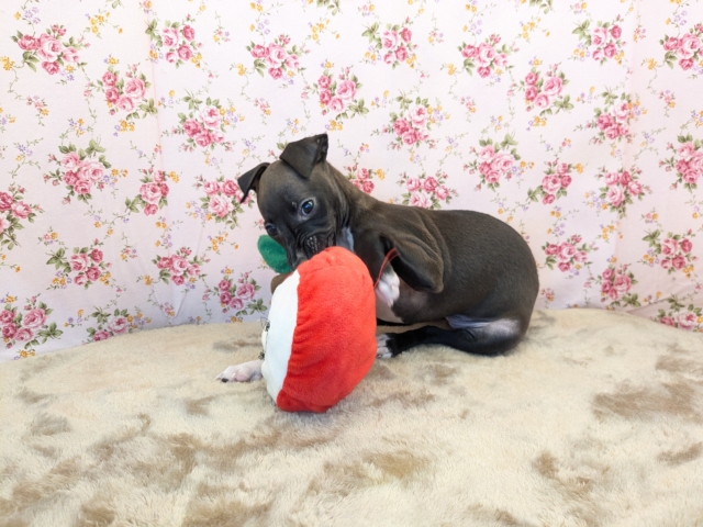 イタリアングレーハウンド